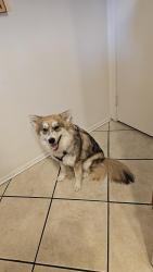Lost Female Dog last seen 51st street and morningstar, Phoenix, AZ 85044