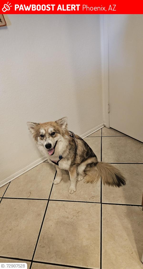 Lost Female Dog last seen 51st street and morningstar, Phoenix, AZ 85044