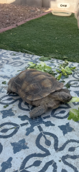 Lost Female Reptile last seen Ann and Cimarron, Las Vegas, NV 89149