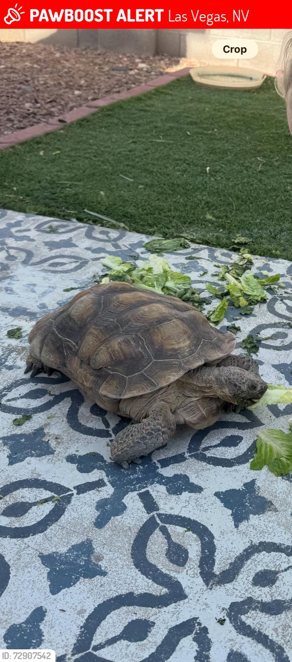 Lost Female Reptile last seen Ann and Cimarron, Las Vegas, NV 89149