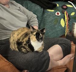 Lost Female Cat last seen Brookhollow RV Park, Kelso, WA 98626