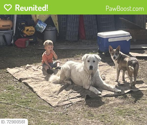 Reunited Male Dog last seen Glass shop, Midwest City, OK 73110