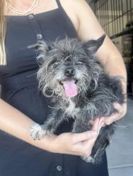Found/Stray Female Dog last seen Tuscany village , Henderson, NV 89011