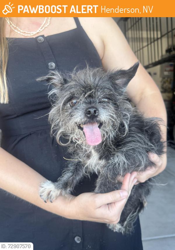 Found/Stray Female Dog last seen Tuscany village , Henderson, NV 89011