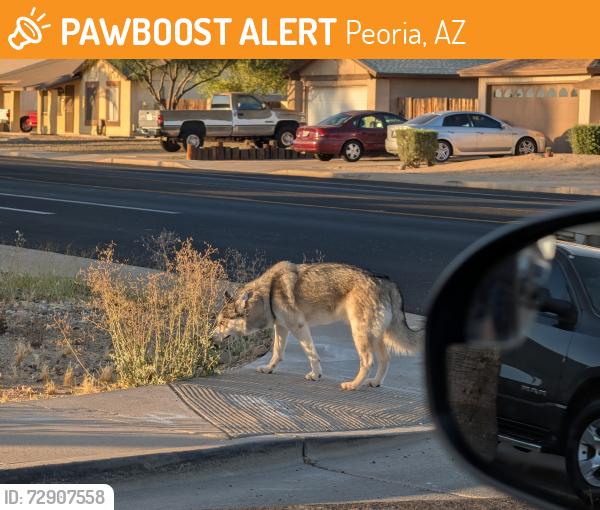 Found/Stray Unknown Dog last seen 71st Avenue and Carol, Peoria, AZ 85345