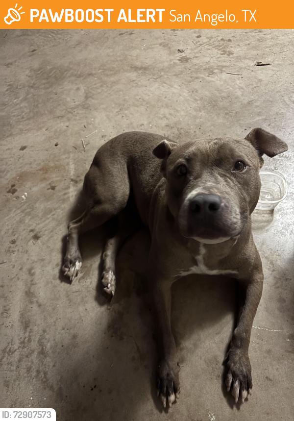 Found/Stray Unknown Dog last seen Grand view, San Angelo, TX 76904