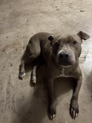 Found/Stray Unknown Dog last seen Grand view, San Angelo, TX 76904