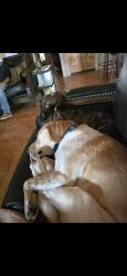 Lost Female Dog last seen Barn hse with arena, Rogersville, MO 65742