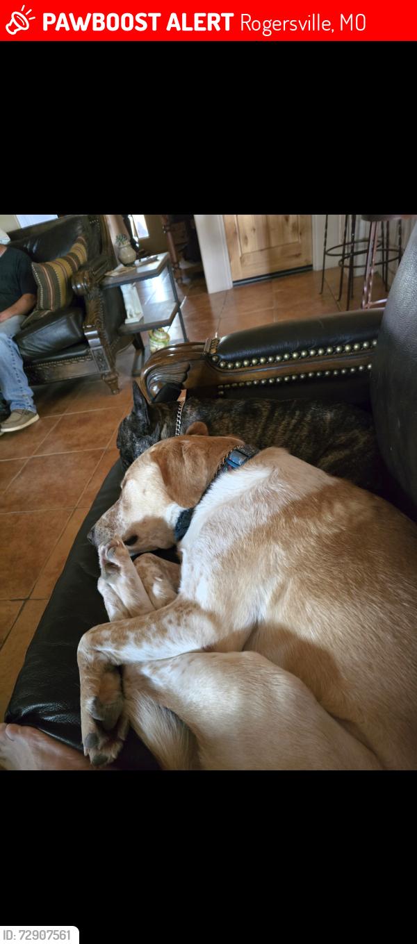 Lost Female Dog last seen Barn hse with arena, Rogersville, MO 65742