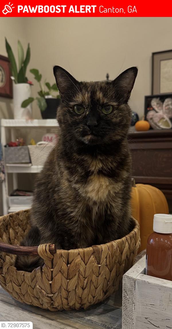 Lost Female Cat last seen Prime restaurant , Canton, GA 30115