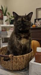 Lost Female Cat last seen Prime restaurant , Canton, GA 30115