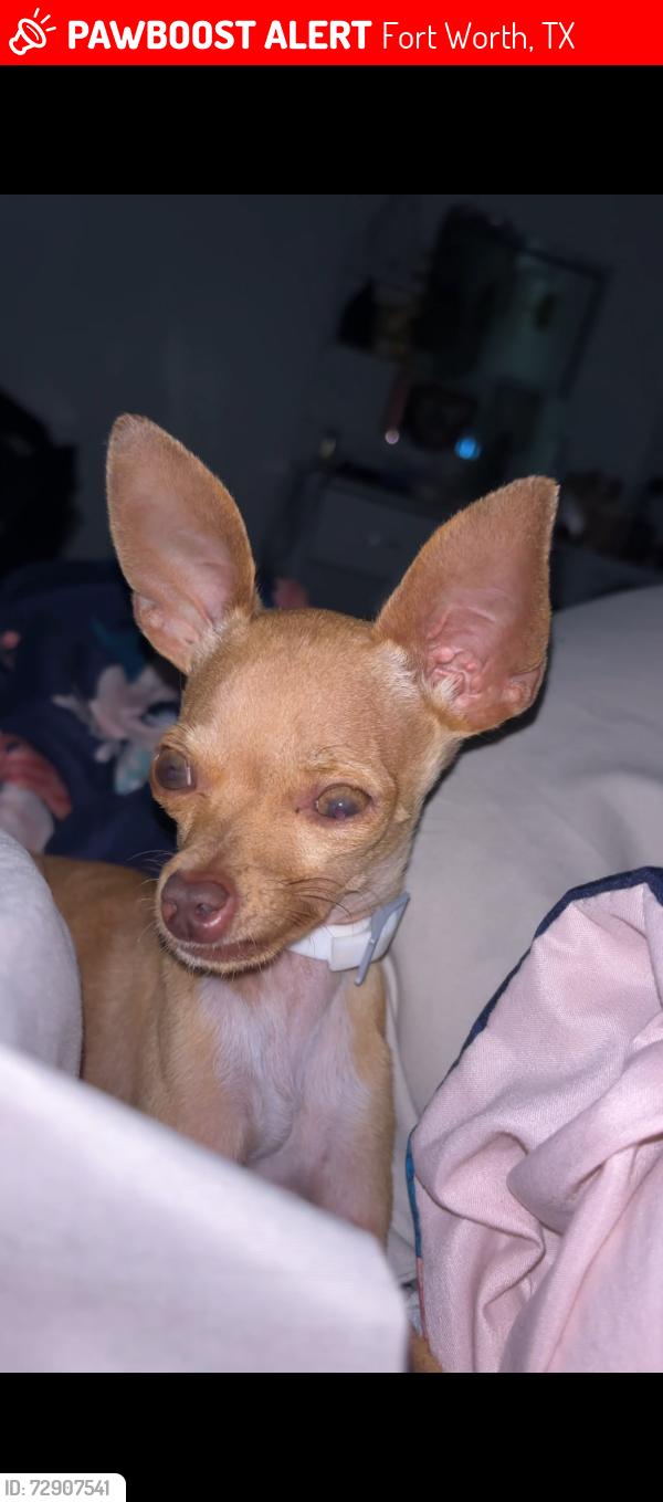 Lost Female Dog last seen Rendon rd and Forest  hill , Fort Worth, TX 76140