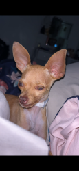 Lost Female Dog last seen Rendon rd and Forest  hill , Fort Worth, TX 76140