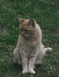 Reunited Male Cat last seen Highland Ave & Farwell St, Lewiston, ME 04240