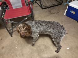 Found/Stray Unknown Dog last seen Valleyview Blvd, San Angelo, TX 76904