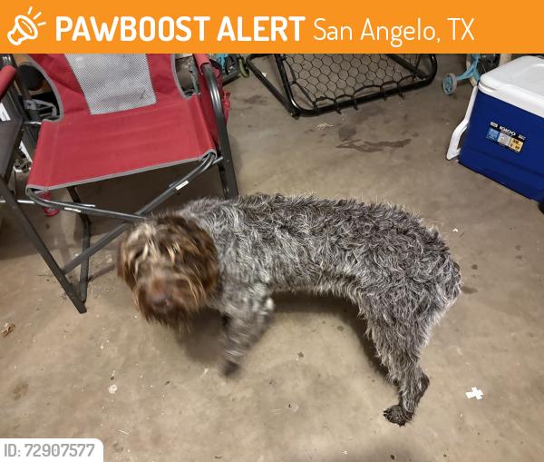 Found/Stray Unknown Dog last seen Valleyview Blvd, San Angelo, TX 76904