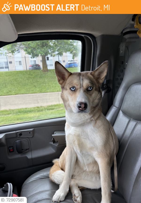 Found/Stray Female Dog last seen Field, Detroit, MI 48127