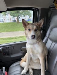 Found/Stray Female Dog last seen Field, Detroit, MI 48127
