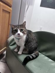 Reunited Female Cat last seen Power and university , Mesa, AZ 85207