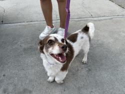 Reunited Male Dog last seen Anaheim, CA, USA, Anaheim, CA 92815