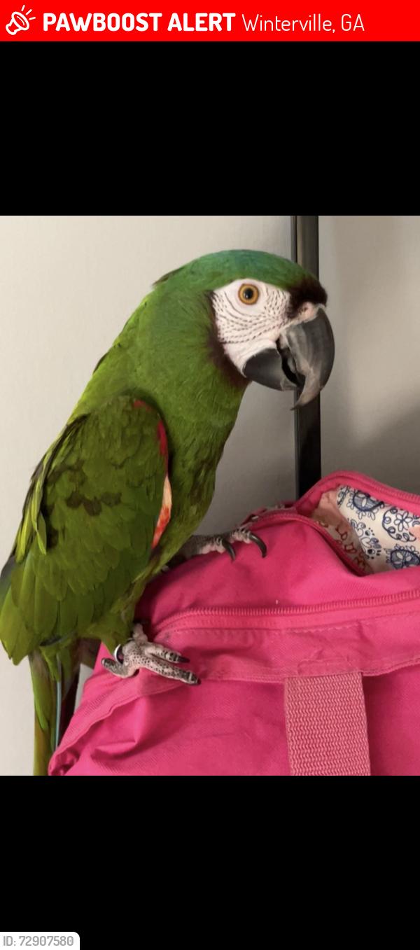 Lost Male Bird last seen Athens rd, Winterville, GA 30683