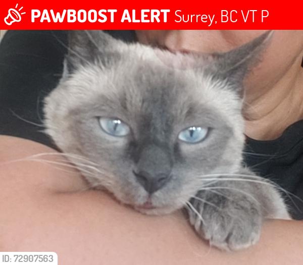 Lost Female Cat last seen Home depot , Surrey, BC V3T 3P1