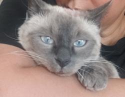 Lost Female Cat last seen Home depot , Surrey, BC V3T 3P1