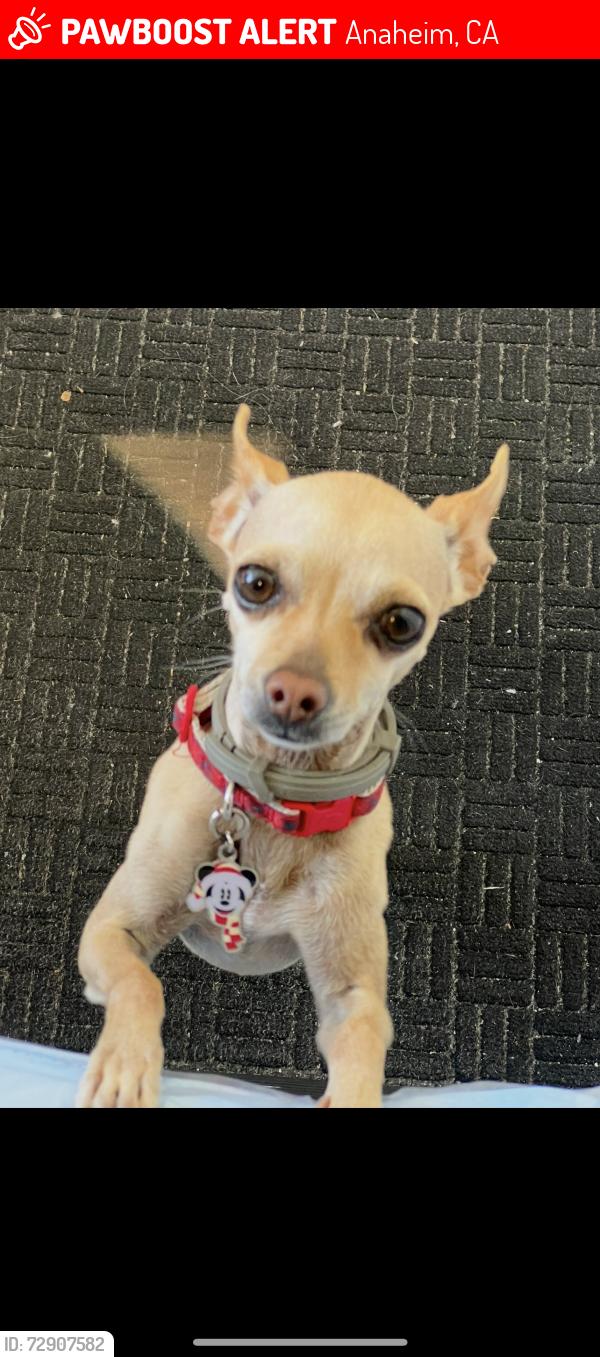 Lost Female Dog last seen South Street and Anaheim boulevard, near the Liquor Mart , Anaheim, CA 92805