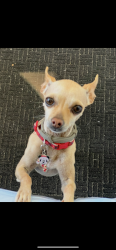 Lost Female Dog last seen South Street and Anaheim boulevard, near the Liquor Mart , Anaheim, CA 92805