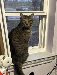 Lost Male Cat last seen Sturgeon rd, San Marcos, TX 78666