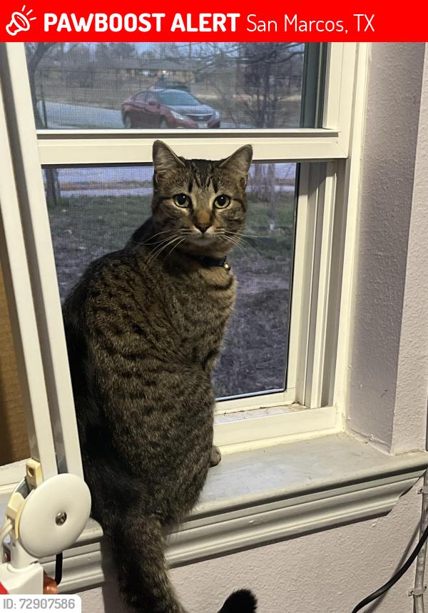 Lost Male Cat last seen Sturgeon rd, San Marcos, TX 78666