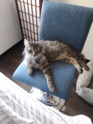 Lost Male Cat last seen Near Boynton Drive Chattanooga Tennessee 37402, Chattanooga, TN 37402