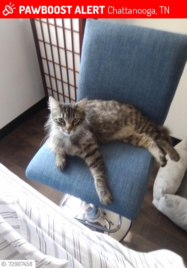 Lost Male Cat last seen Near Boynton Drive Chattanooga Tennessee 37402, Chattanooga, TN 37402