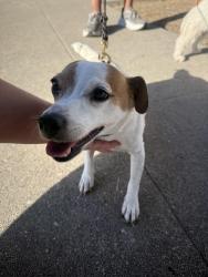 Found/Stray Female Dog last seen South Victoria and country club dr , Los Angeles, CA 90019
