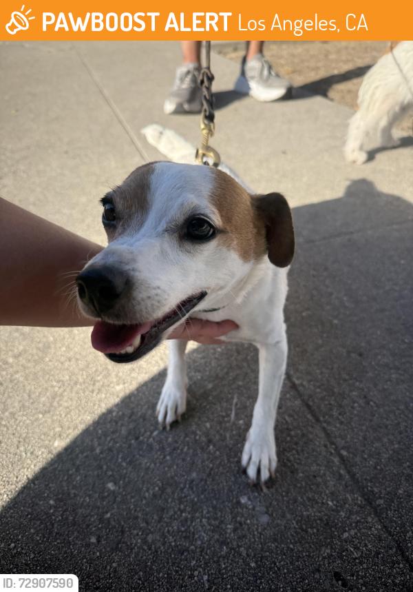Found/Stray Female Dog last seen South Victoria and country club dr , Los Angeles, CA 90019