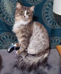 Reunited Female Cat last seen Ting Park, Holly Springs, NC 27540