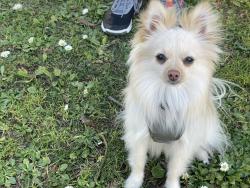 Lost Male Dog last seen Delaware ave, Stockton, CA 95204