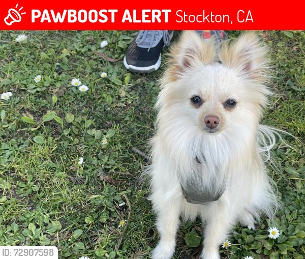 Lost Male Dog last seen Delaware ave, Stockton, CA 95204