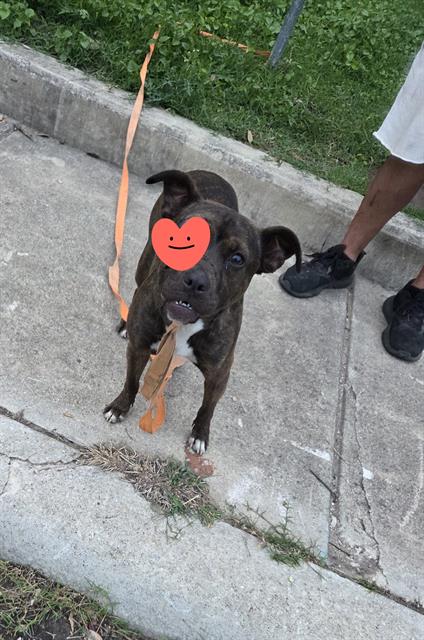 Shelter Stray Female Dog last seen Near BLOCK MCILVAINE, San Antonio, TX 78227