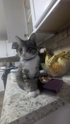 Lost Male Cat last seen Av neil street, Champaign, IL 61820