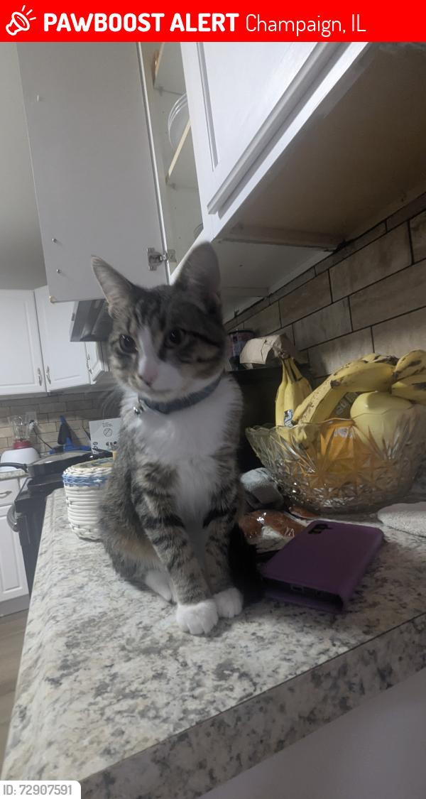 Lost Male Cat last seen Av neil street, Champaign, IL 61820