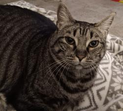 Reunited Female Cat last seen Springlake, Jacksonville, FL 32210