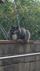 Lost Female Cat last seen Near Allman PL，Covina，CA, Covina, CA 91724
