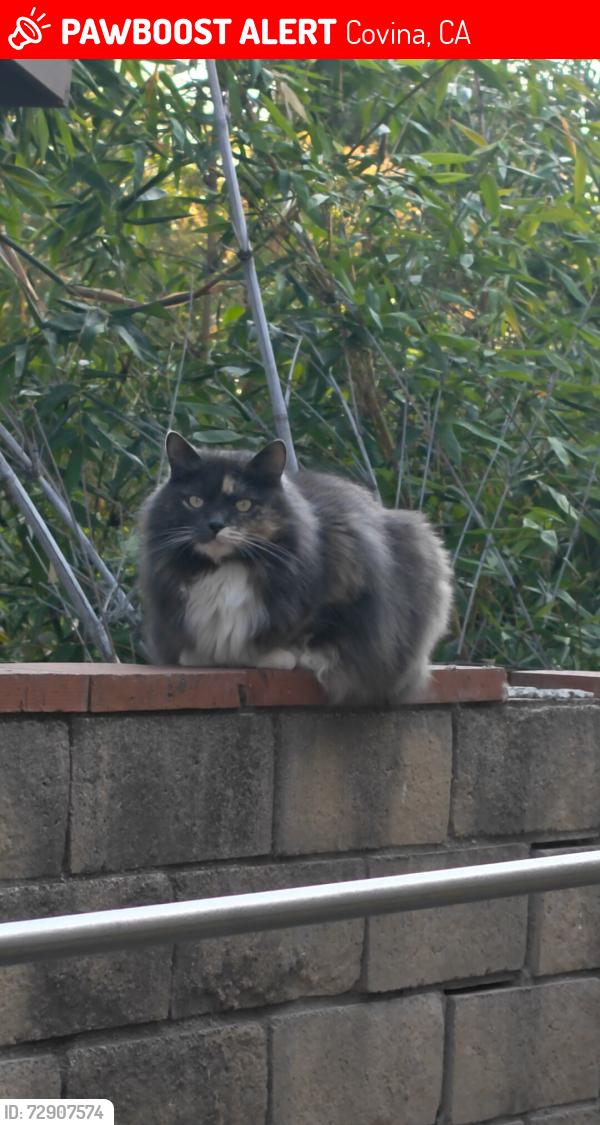 Lost Female Cat last seen Near Allman PL，Covina，CA, Covina, CA 91724