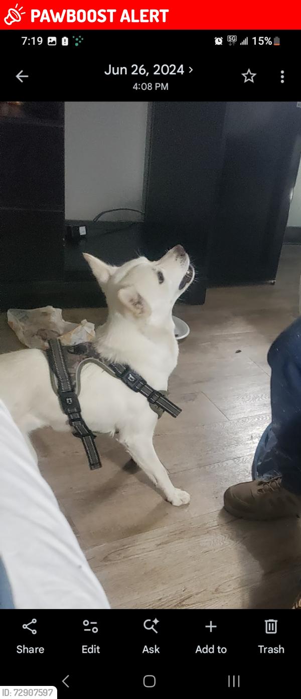 Lost Male Dog last seen Ave o and 155th east, Lake Los Angeles, CA 93535