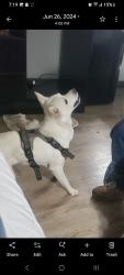 Lost Male Dog last seen Ave o and 155th east, Lake Los Angeles, CA 93535