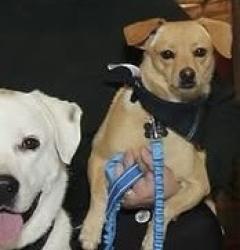Reunited Male Dog last seen Leaning oaks st and Tioga, Dallas, TX 75241