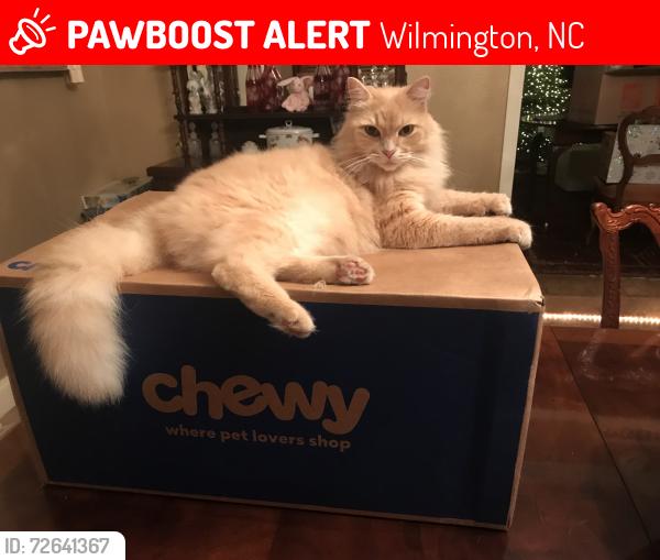 Lost Male Cat last seen Darden, Middletown, CT 06457