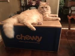 Lost Male Cat last seen Darden, Sithfield's, Middle Sound Loop, Oyster Dr., Wilmington, NC 28411