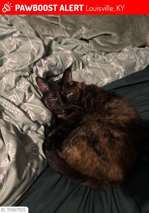 Lost Female Cat last seen Pleasant glen ct , Louisville, KY 40299